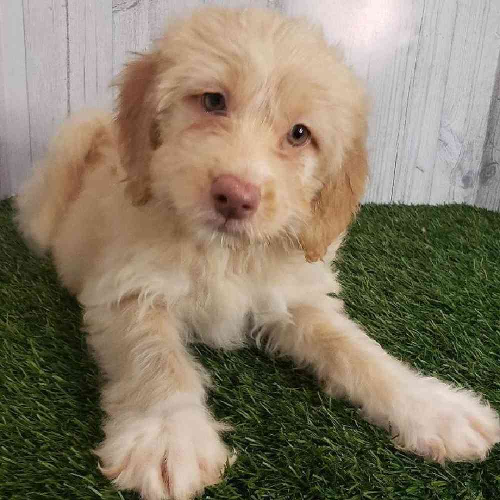 Female Mini Labradoodle Puppy for sale