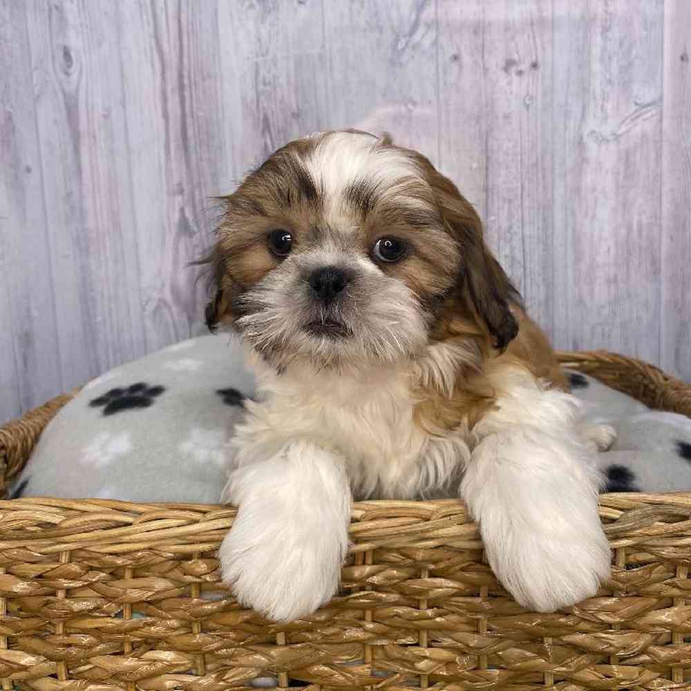 Female Shih Tzu Puppy for Sale in Saugus, MA