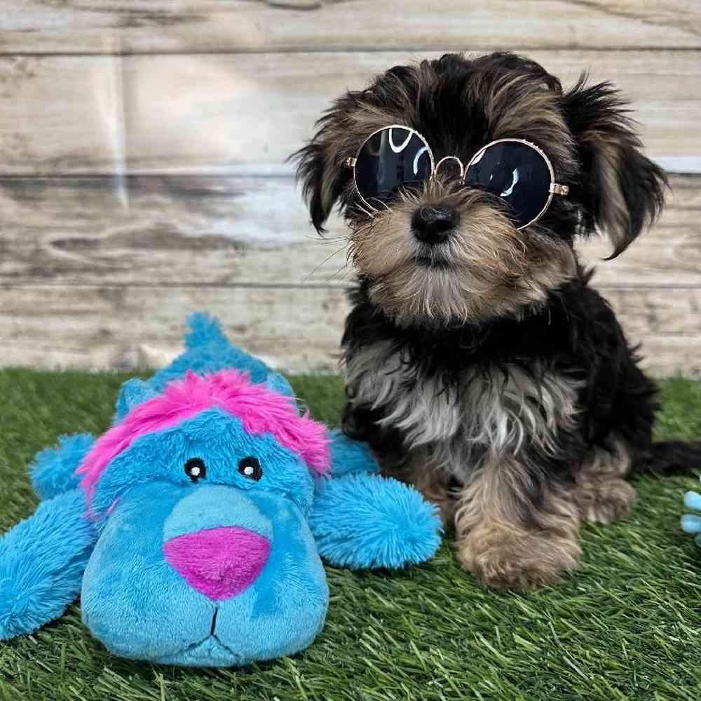Male Morkie Puppy for Sale in Saugus, MA