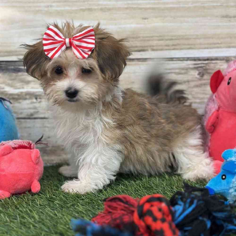 Female Havamalt Puppy for Sale in Saugus, MA