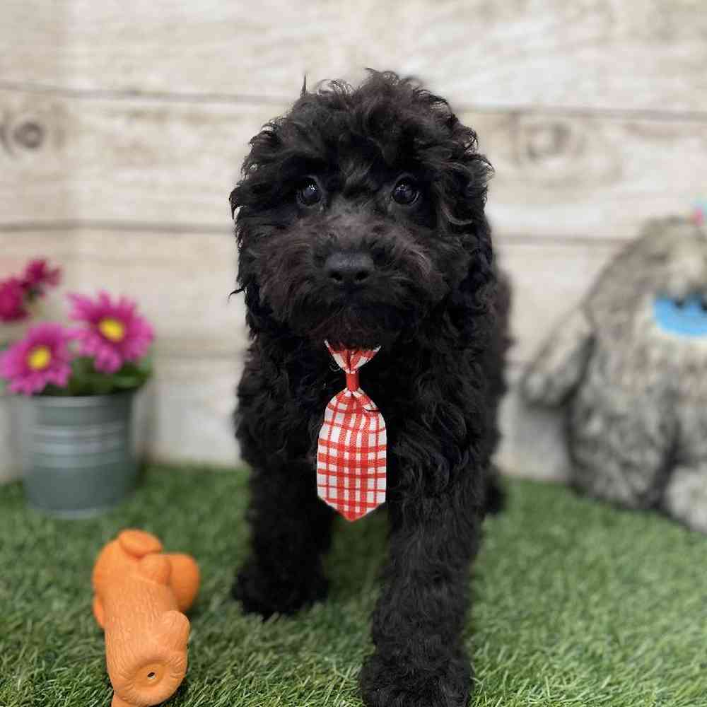 Male Cockapoo 2nd Gen Puppy for Sale in Braintree, MA