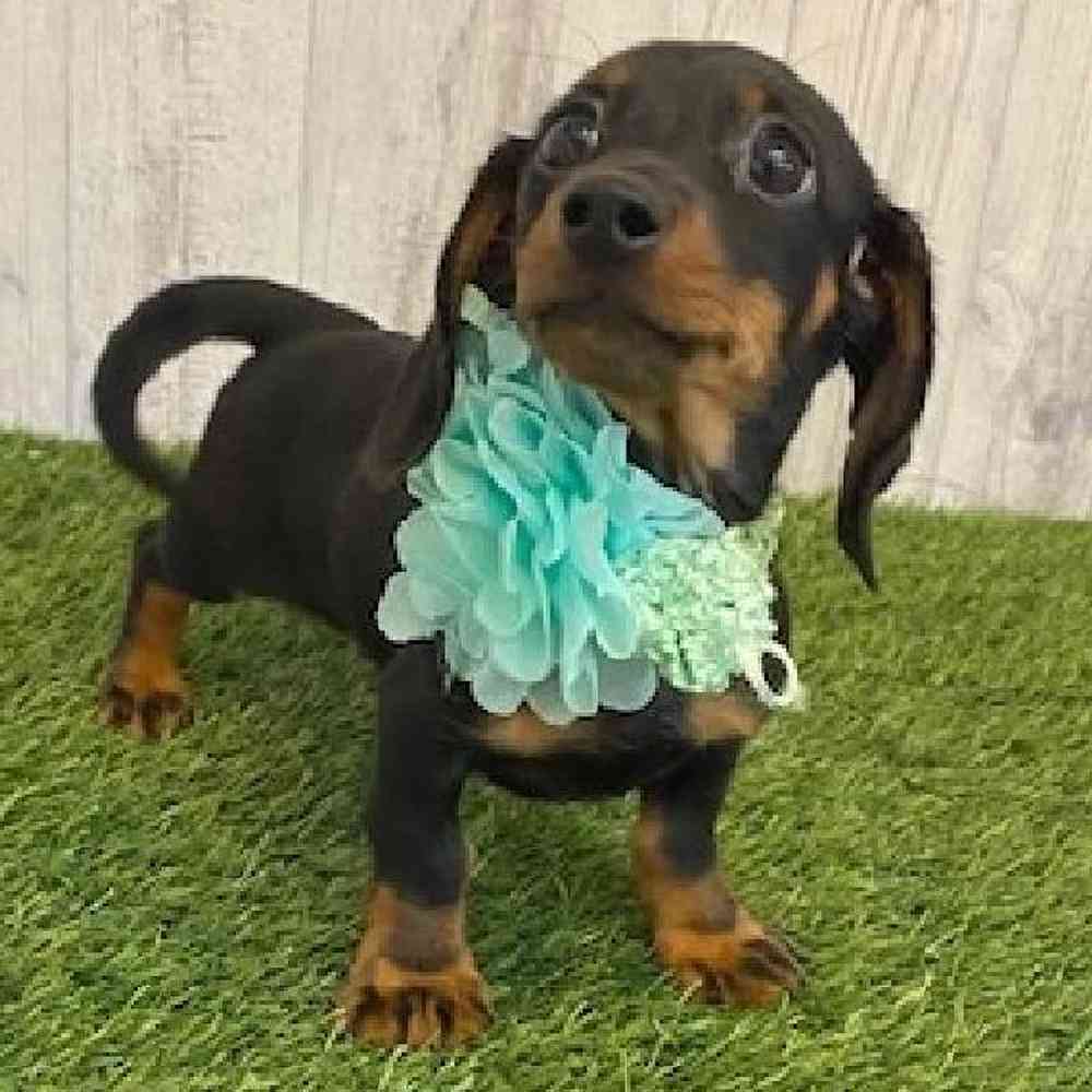 Female Dachshund Puppy for sale