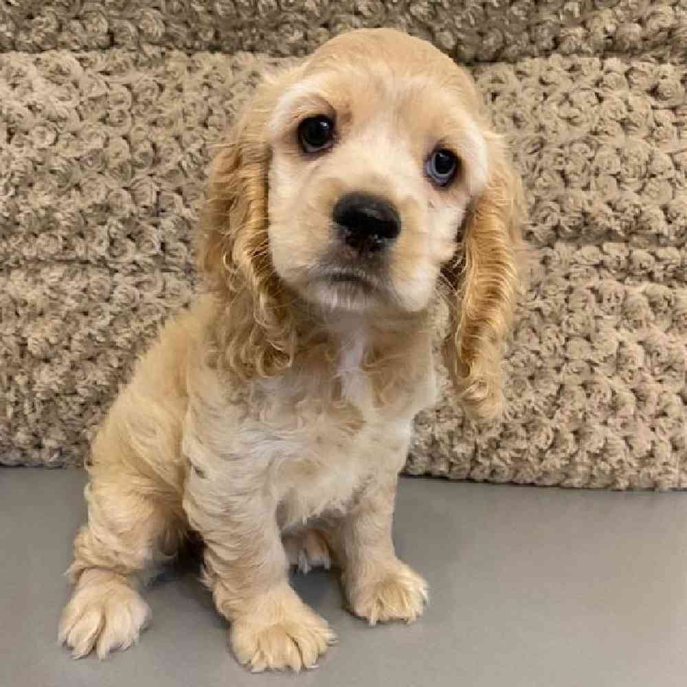 Female Cocker Spaniel Puppy for sale