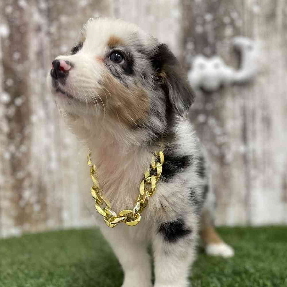 Male Australian Shepherd Puppy for Sale in Braintree, MA