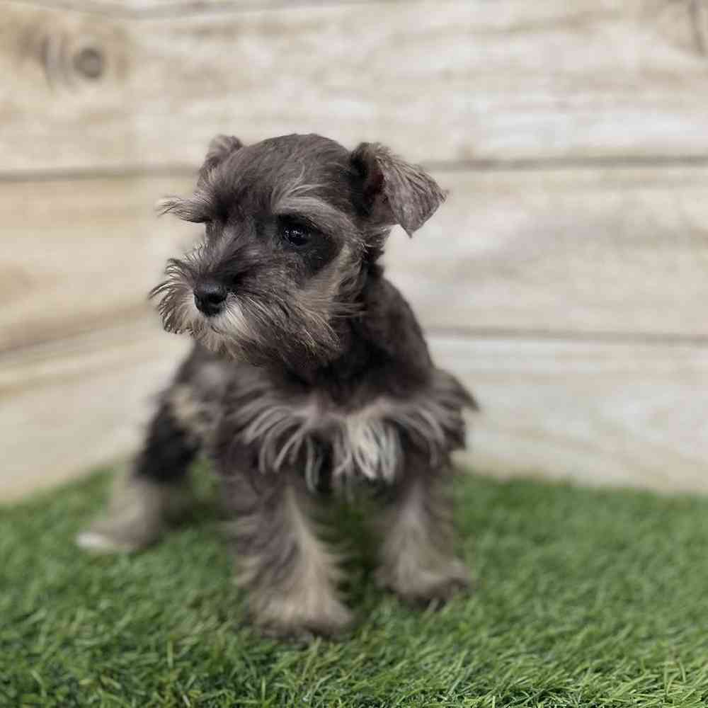 Female Miniature Schnauzer Puppy for Sale in Braintree, MA