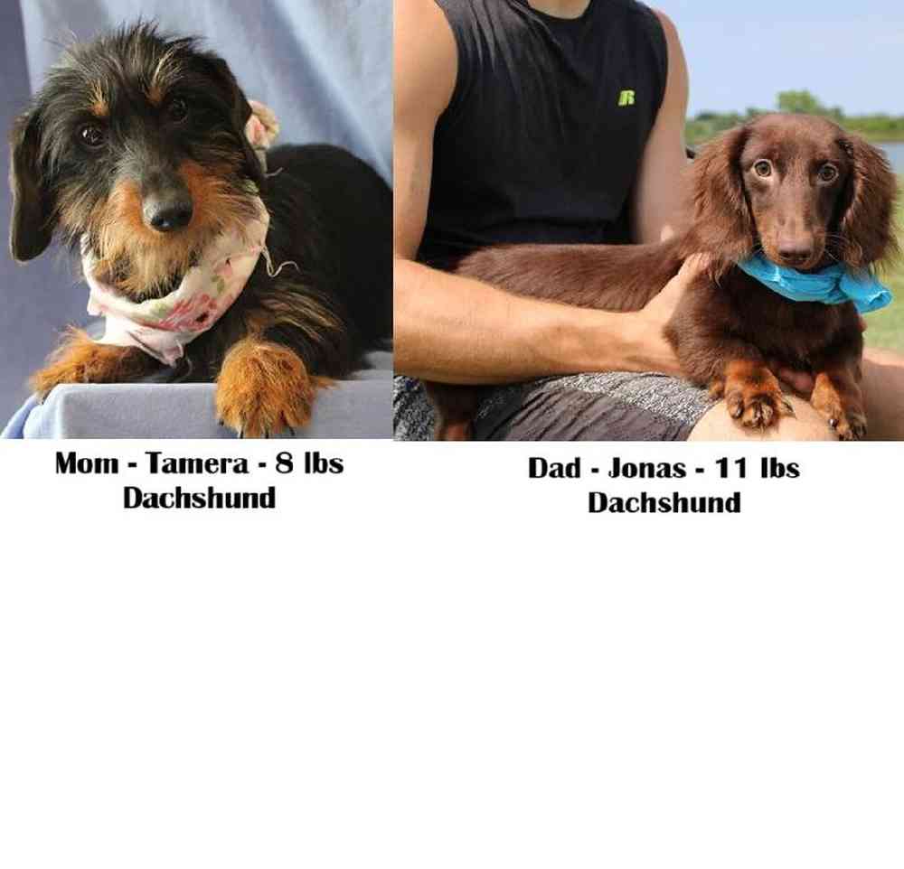 Male Dachshund Puppy for Sale in Braintree, MA