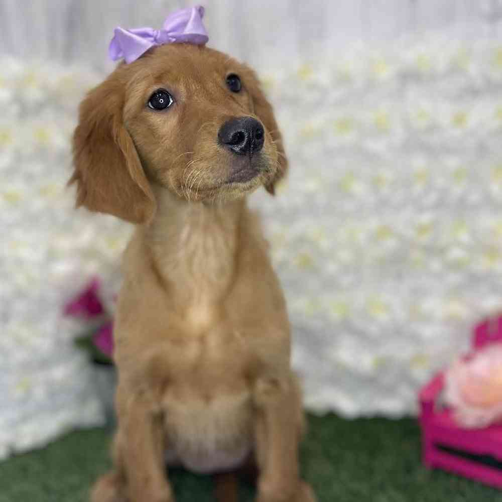 Female Golden Retriever Puppy for Sale in Braintree, MA