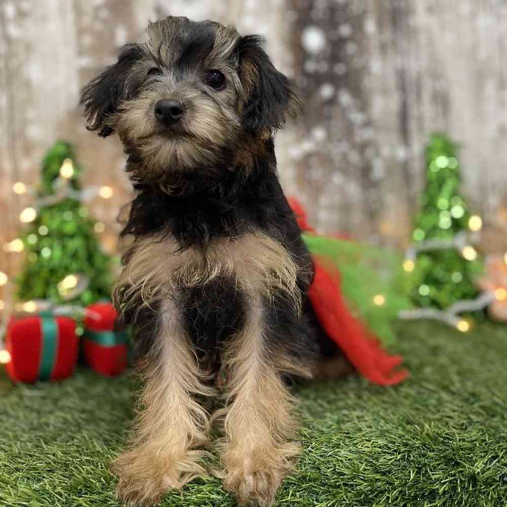 Female Yorkie-Poo Puppy for Sale in Braintree, MA