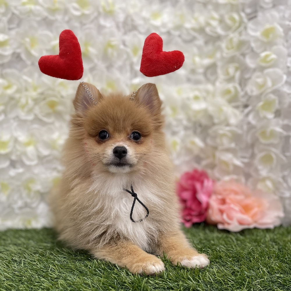 Female Pomeranian Puppy for Sale in Braintree, MA