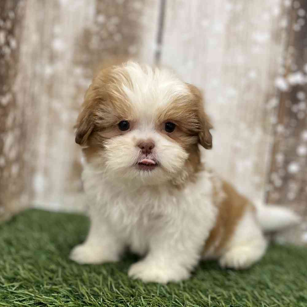 Male Shih Tzu Puppy for Sale in Braintree, MA