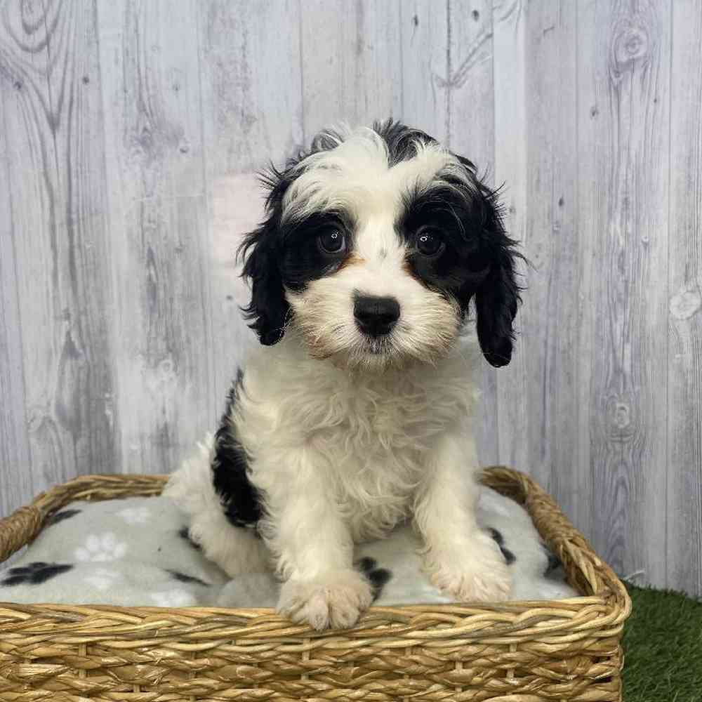 Male Cavapoo Puppy for Sale in Saugus, MA