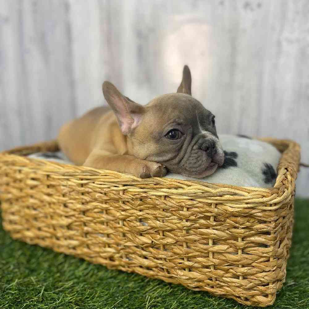Male French Bulldog Puppy for Sale in Saugus, MA
