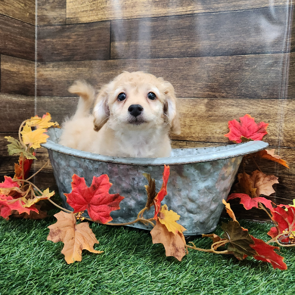 Female Cockapoo 2nd Gen Puppy for Sale in Braintree, MA