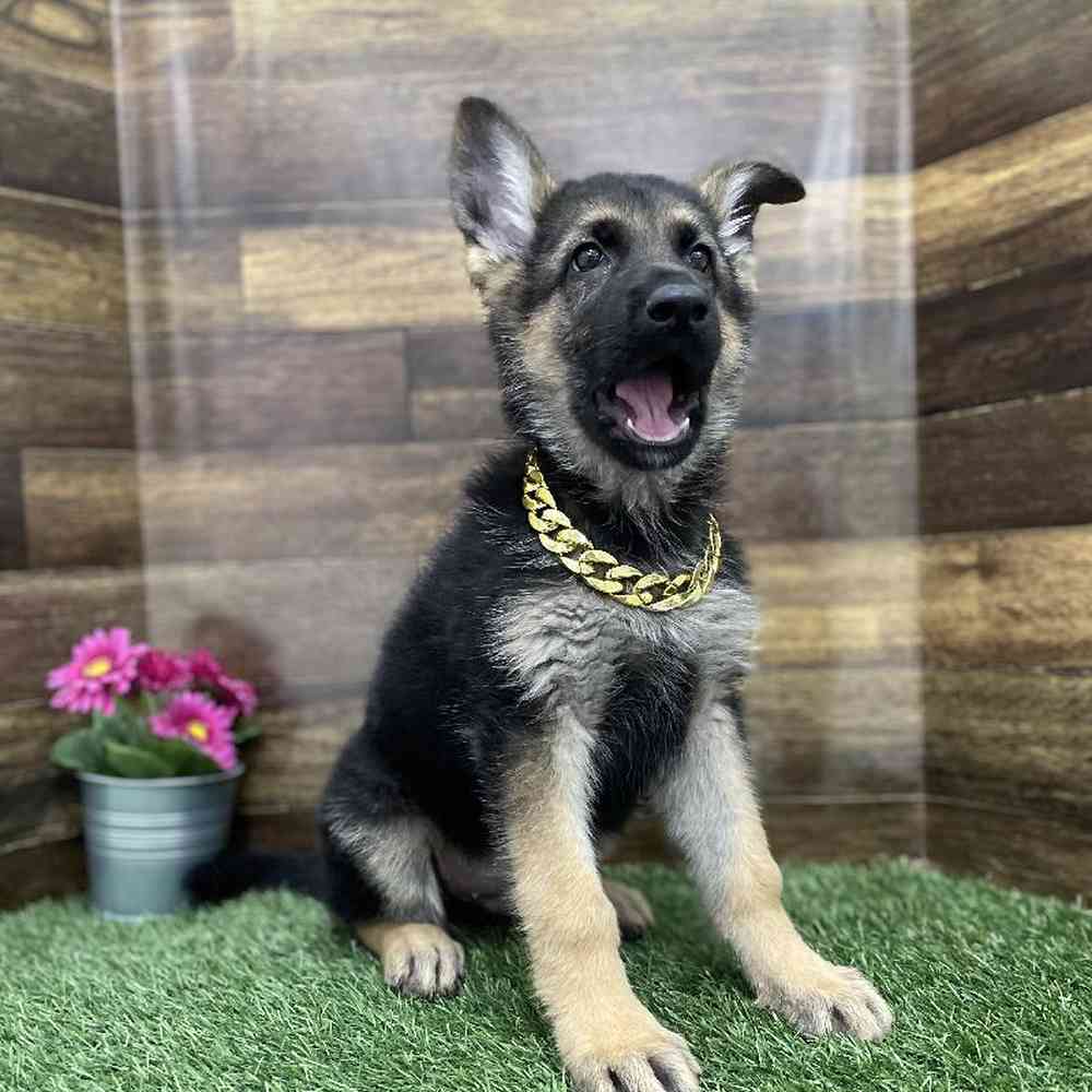 Male German Shepherd Dog Puppy for Sale in Braintree, MA