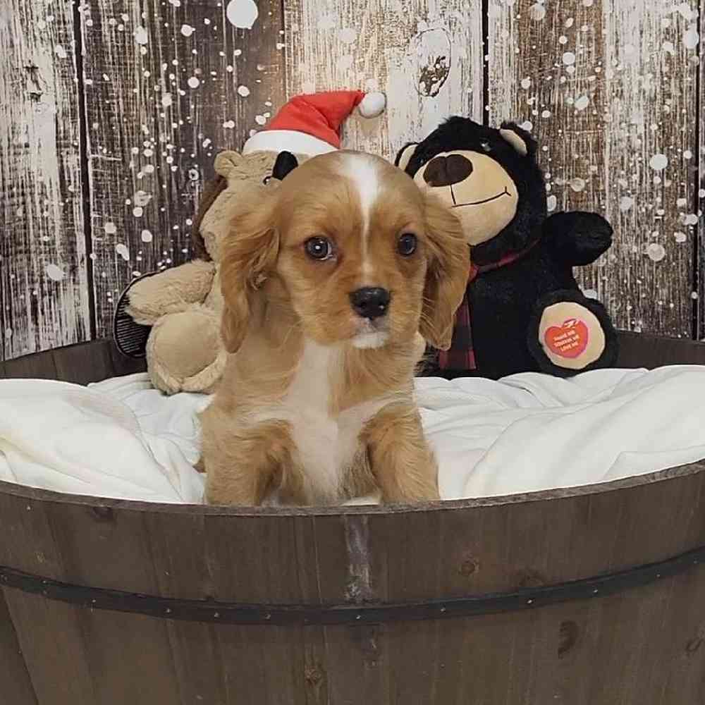 Male Cavalier King Charles Spaniel Puppy for Sale in Saugus, MA