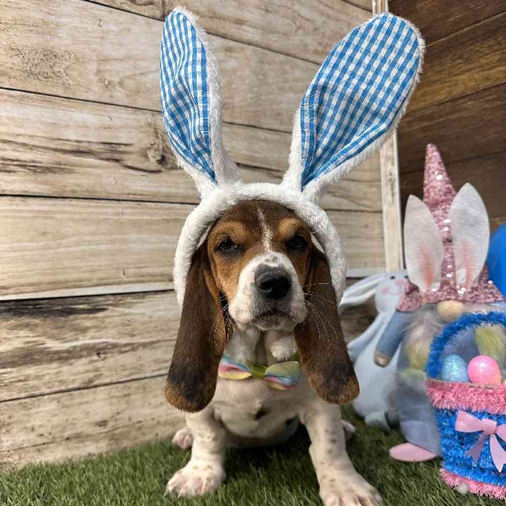 Male Basset Hound Puppy for Sale in Saugus, MA