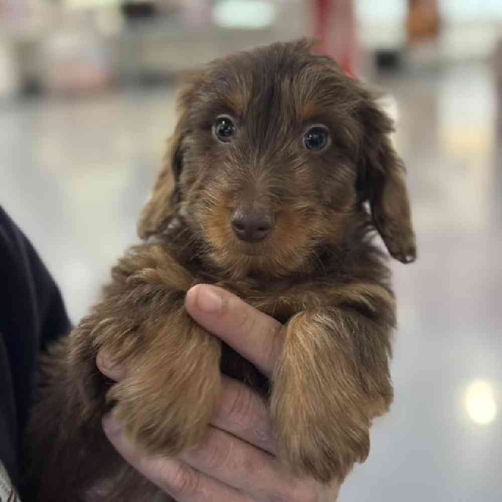Male Dachshund Puppy for Sale in Saugus, MA