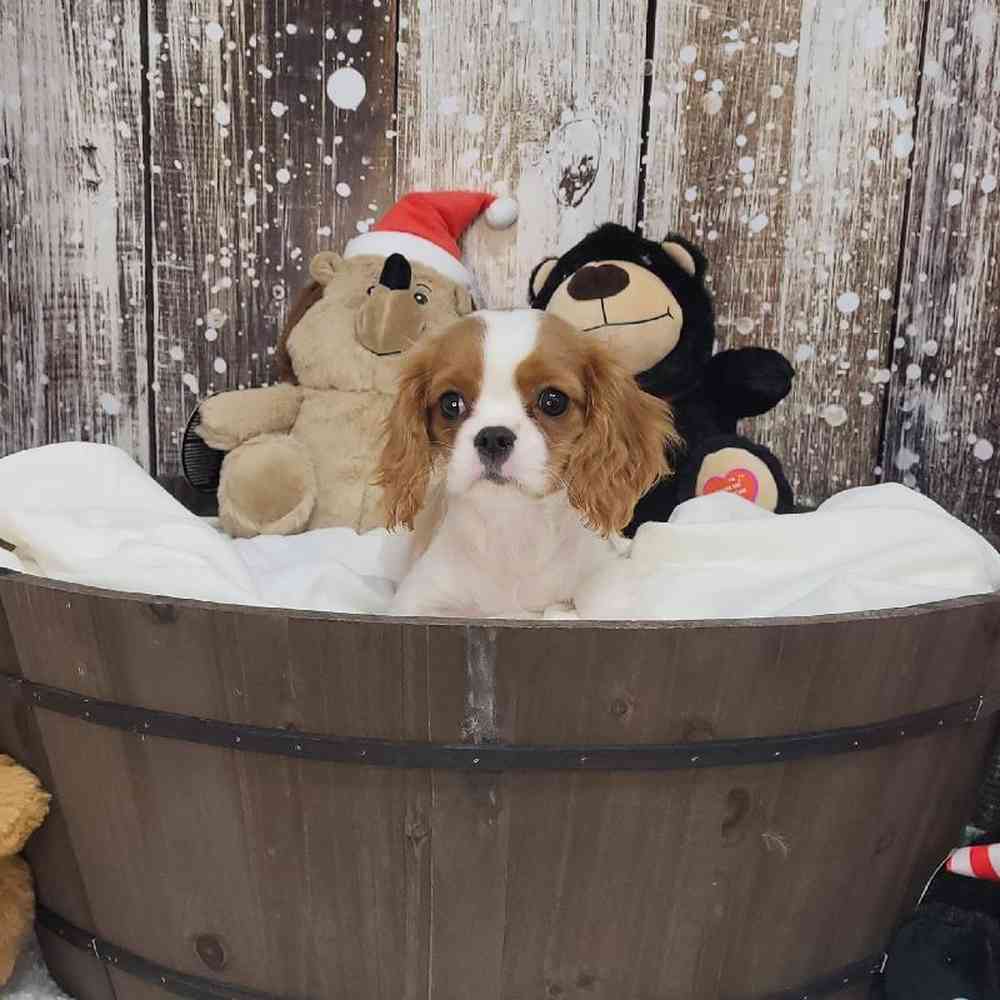 Female Cavalier King Charles Spaniel Puppy for Sale in Saugus, MA