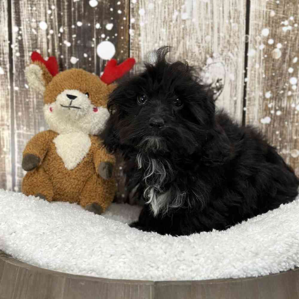 Male Malti-Poo Puppy for Sale in Saugus, MA