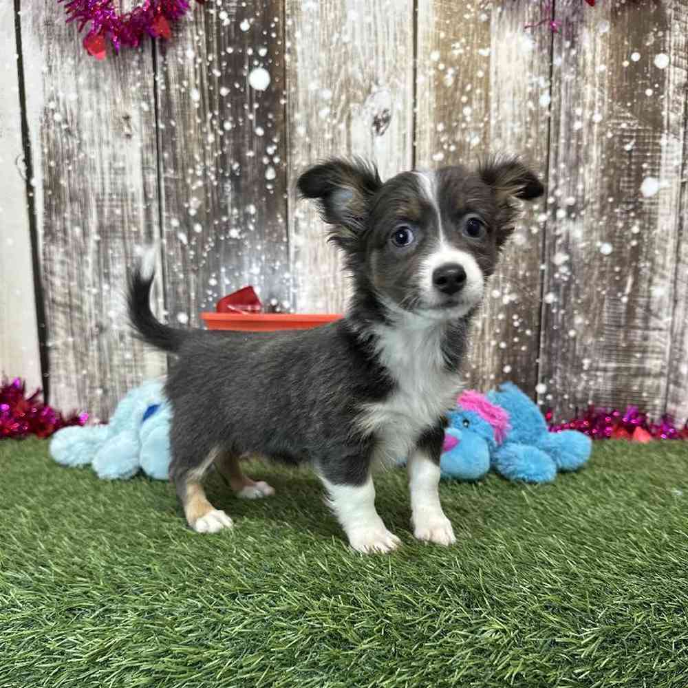 Male Chihuahua Puppy for Sale in Saugus, MA
