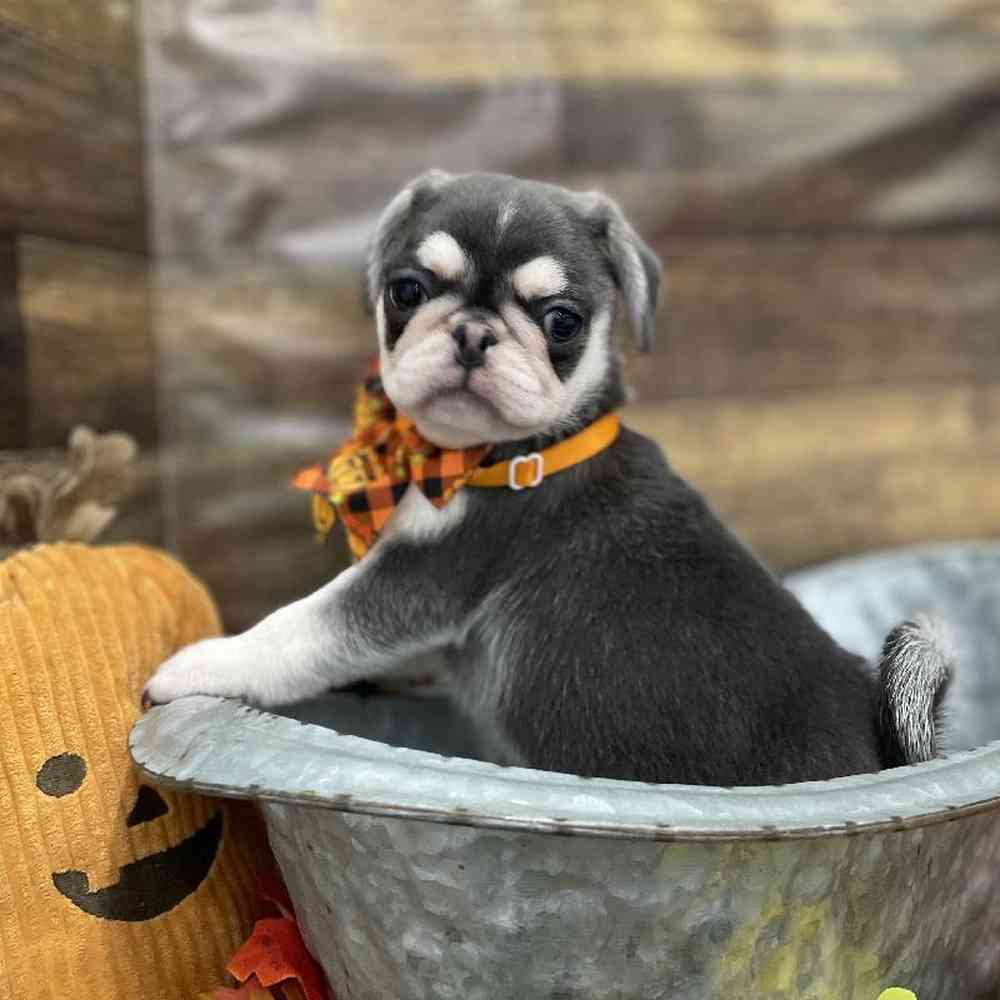 Male Pug Puppy for Sale in Braintree, MA