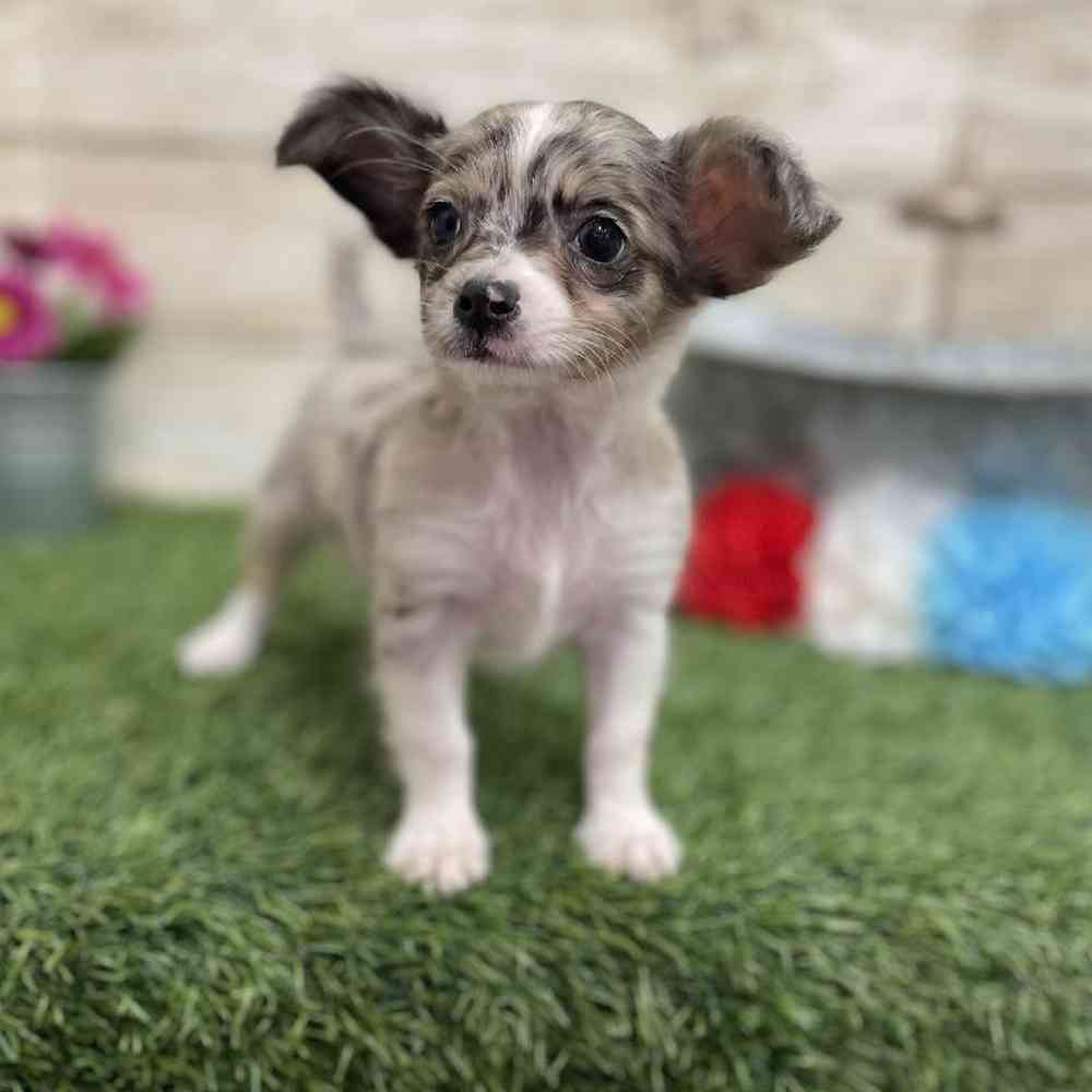 Male Chihuahua Puppy for Sale in Braintree, MA