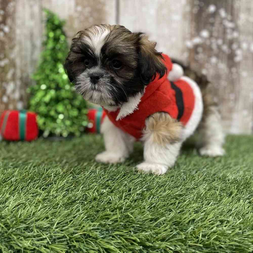 Male Shih Tzu Puppy for Sale in Braintree, MA