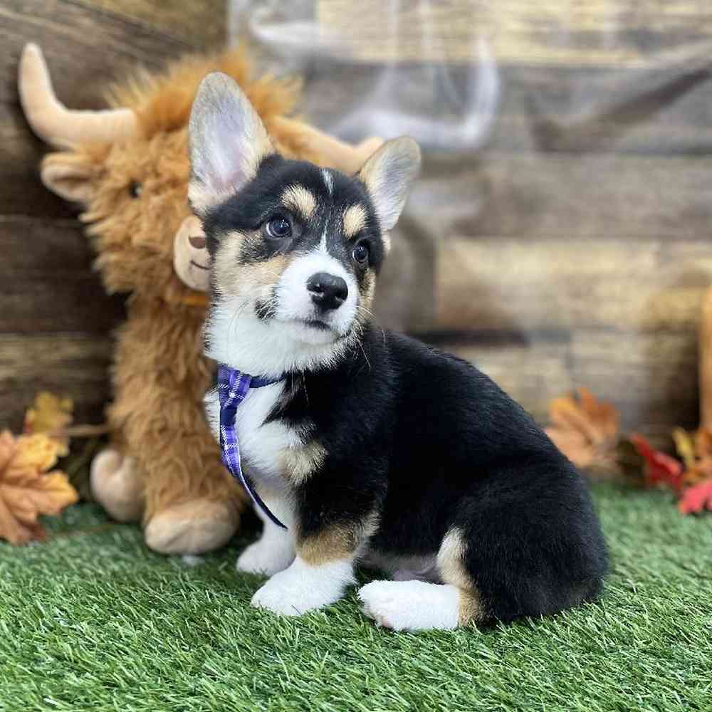 Male Pembroke Welsh Corgi Puppy for Sale in Braintree, MA