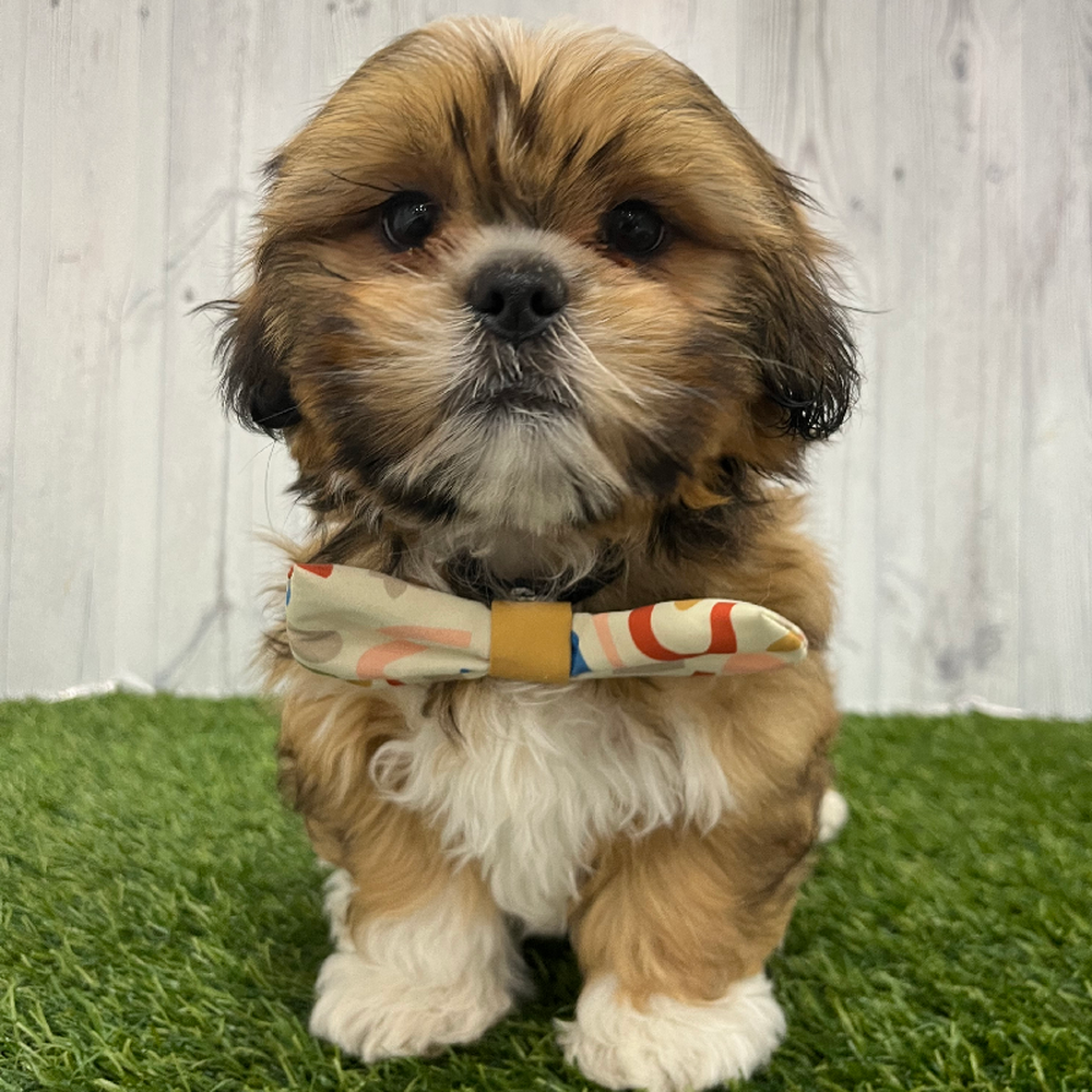 Male Shih-Apso Puppy for Sale in Braintree, MA