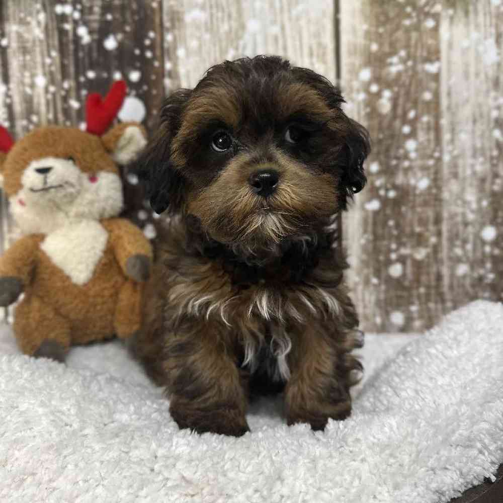 Male Shih-Poo Puppy for Sale in Saugus, MA