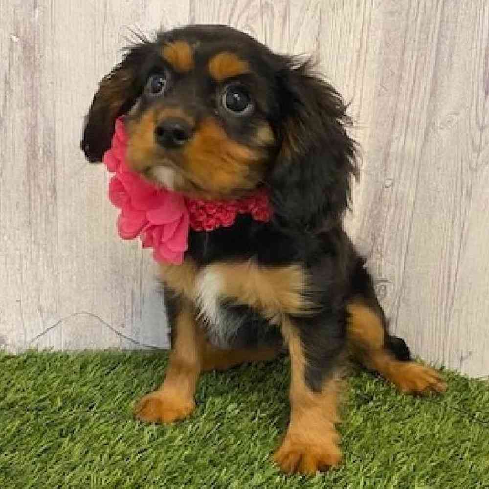 Female Cavalier King Charles Spaniel Puppy for sale