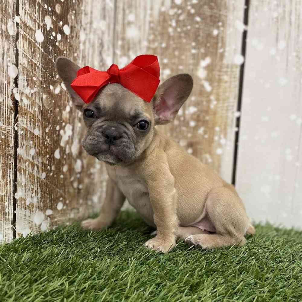 Female French Bulldog Puppy for Sale in Braintree, MA