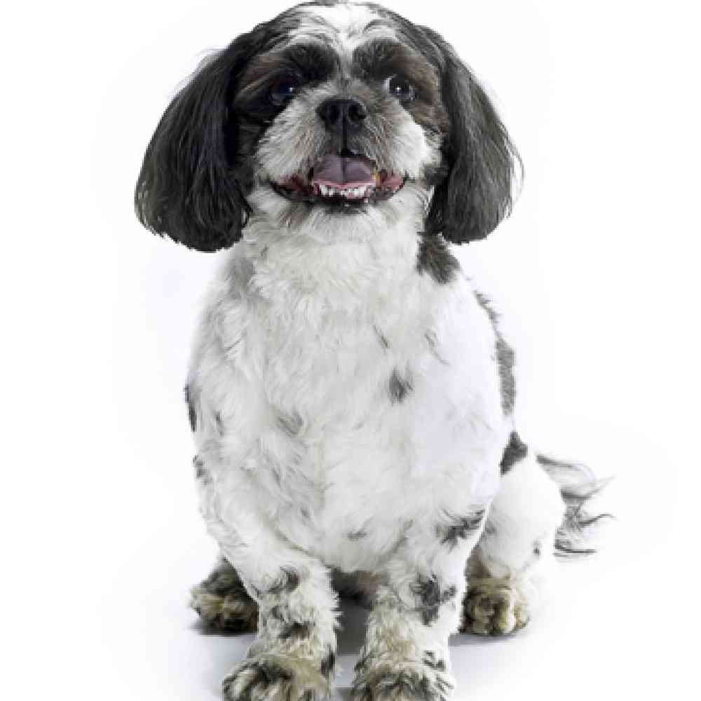 Shih-Poo image