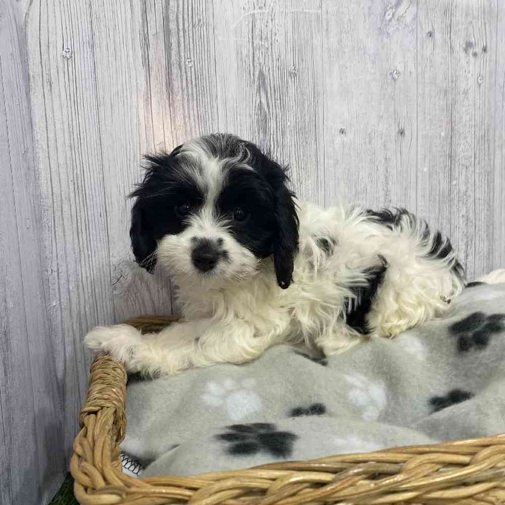 Female Cavapoo Puppy for Sale in Saugus, MA