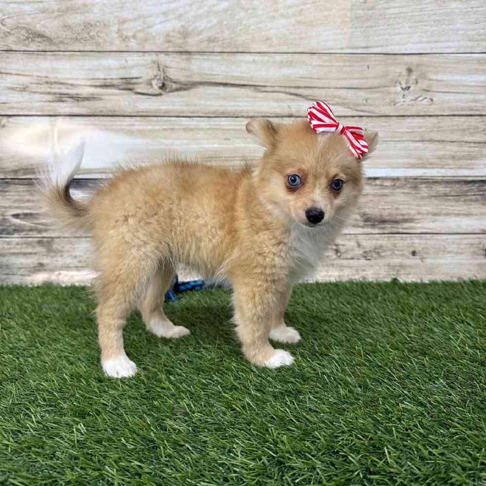 Female Aussie Pom Puppy for Sale in Saugus, MA