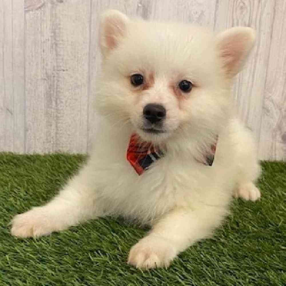 Male American Eskimo Puppy for sale