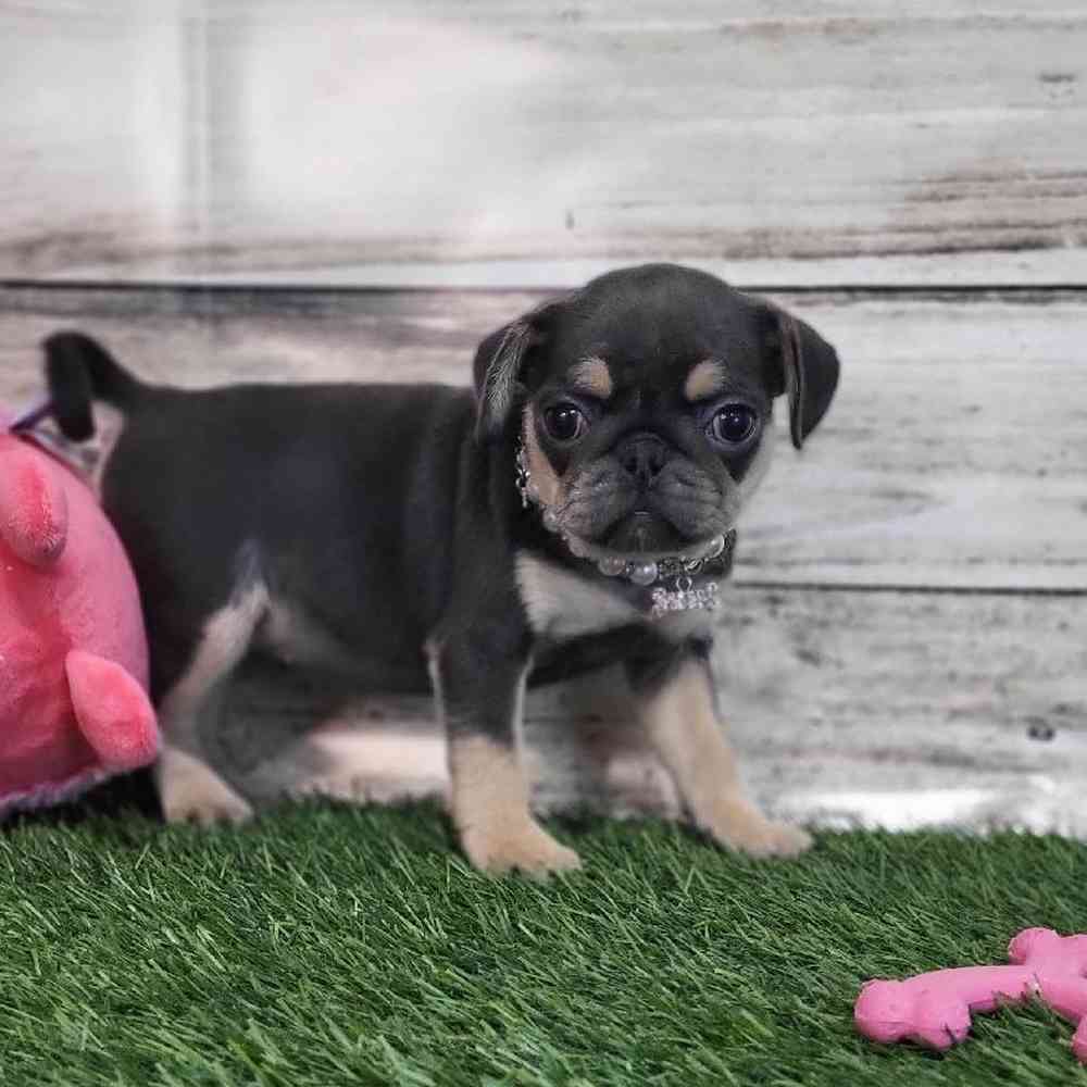 Female Pug Puppy for Sale in Saugus, MA