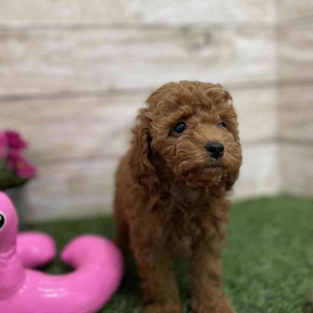 Female Cockapoo 2nd Gen Puppy for Sale in Braintree, MA