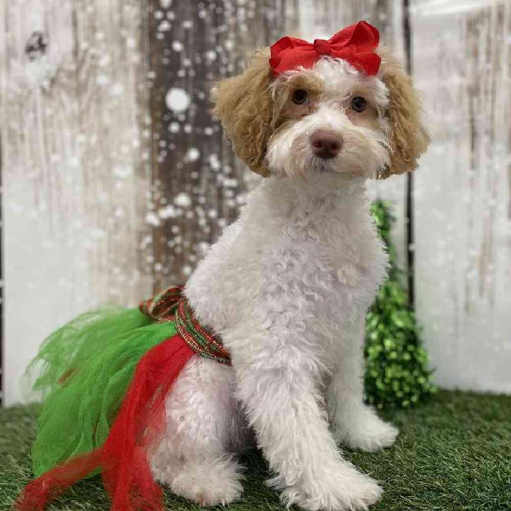 Female Mini NewfyPoo Puppy for Sale in Braintree, MA