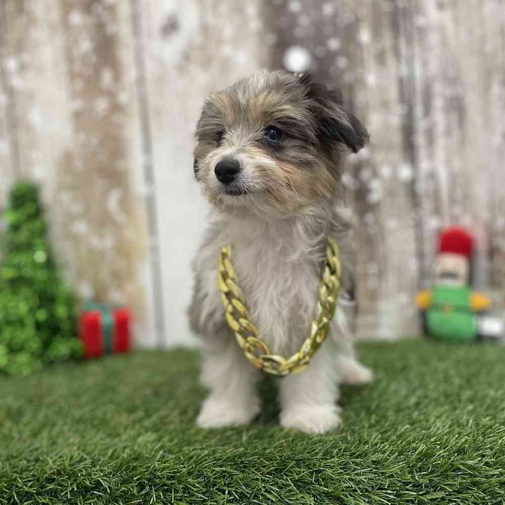 Male Aussiechon Puppy for Sale in Braintree, MA