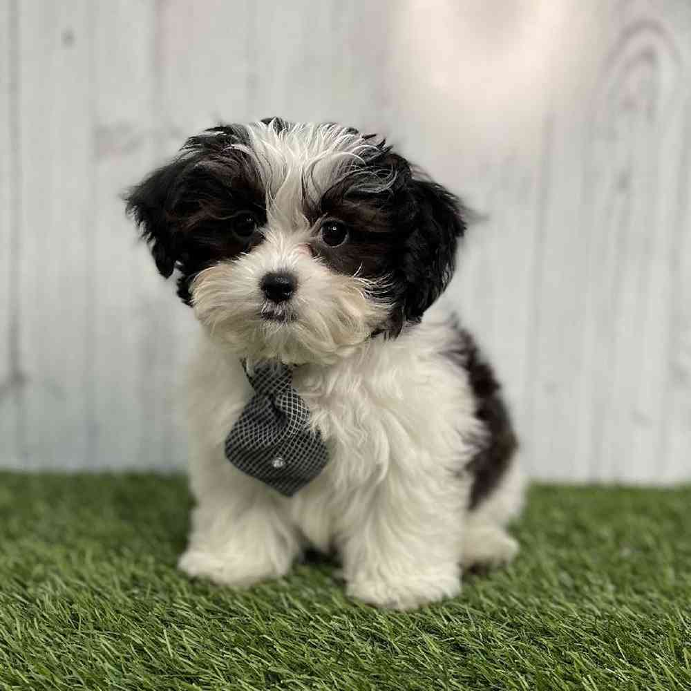 Male Shih-Poo Puppy for sale