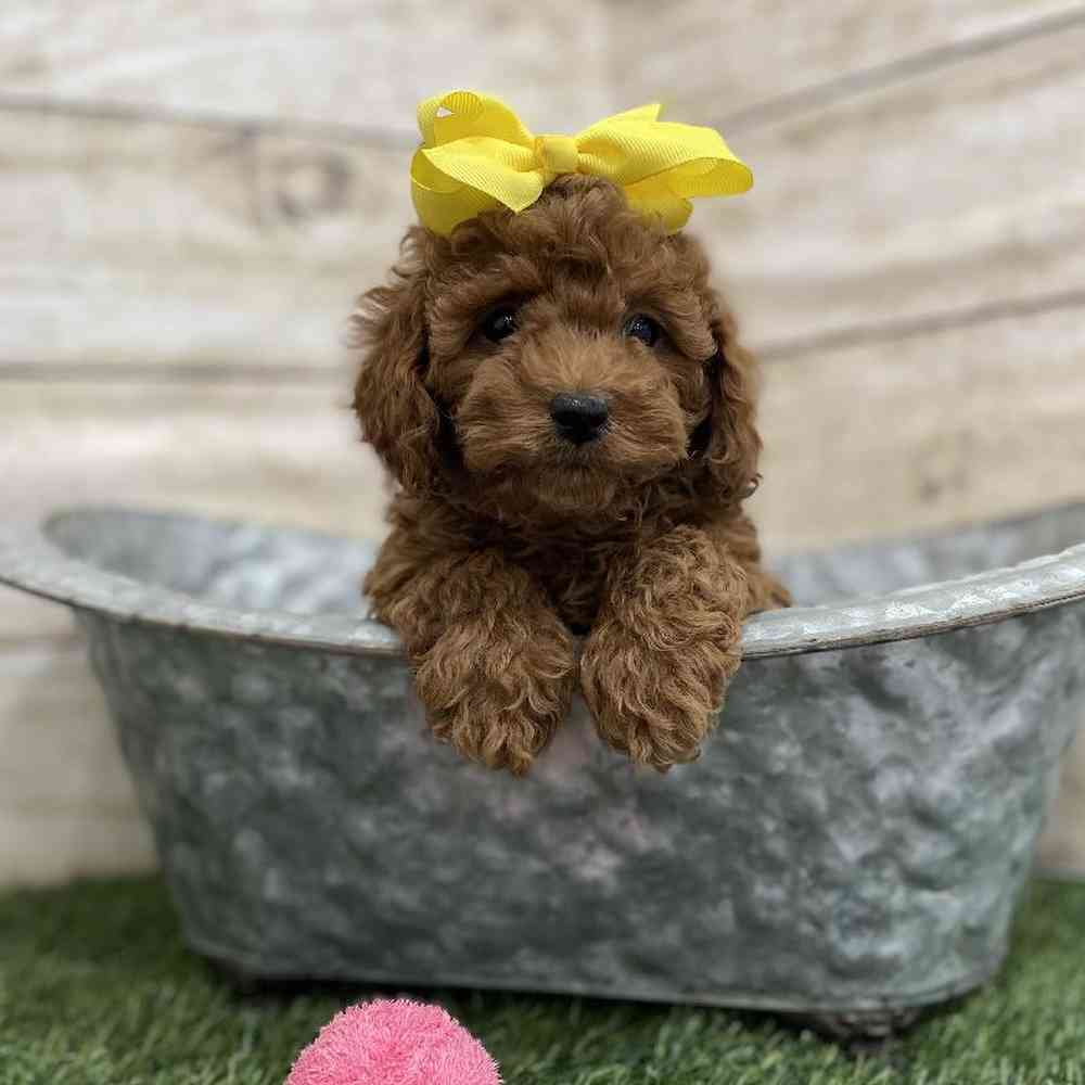 Female Cockapoo 2nd Gen Puppy for Sale in Braintree, MA