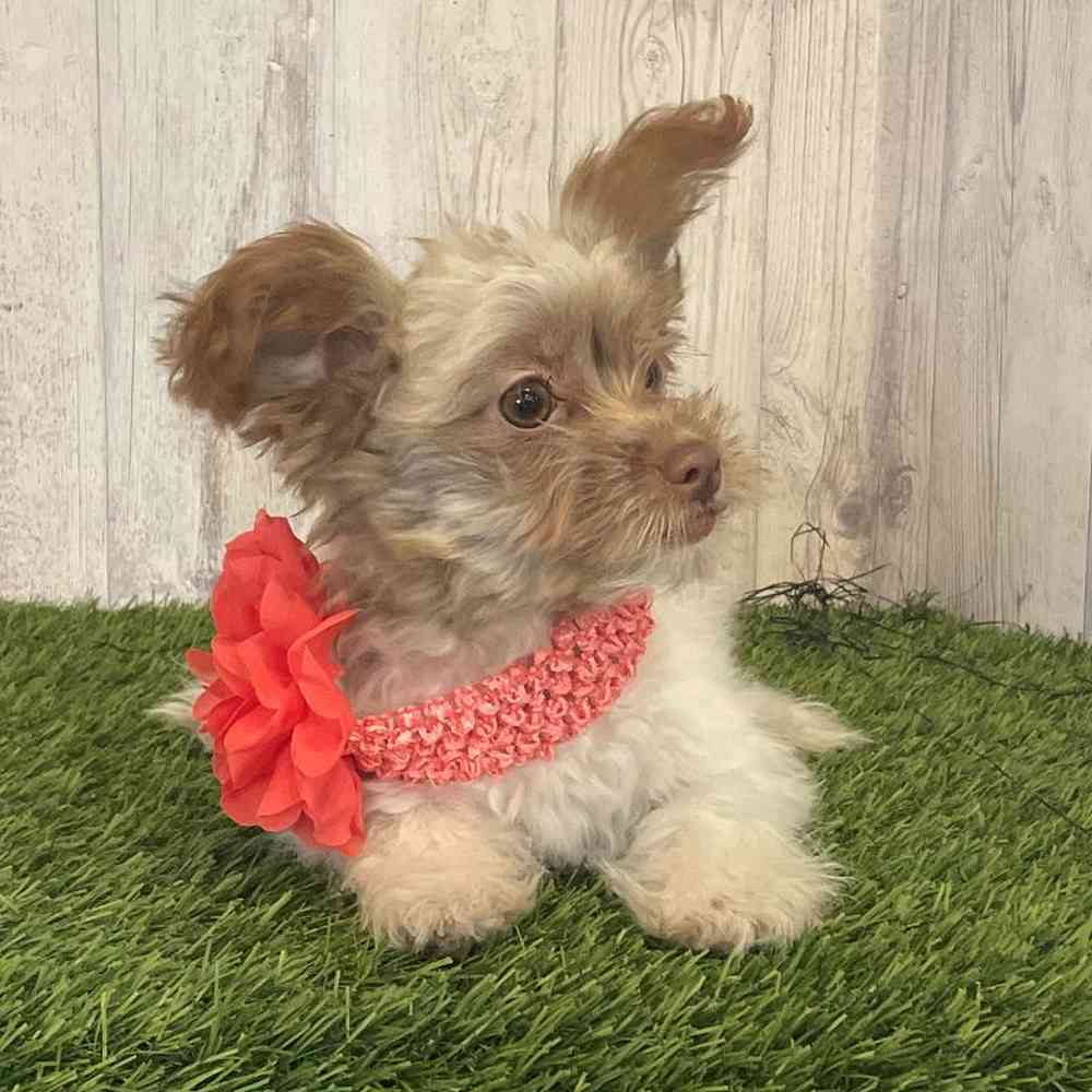 Female Hava-Pom Puppy for sale