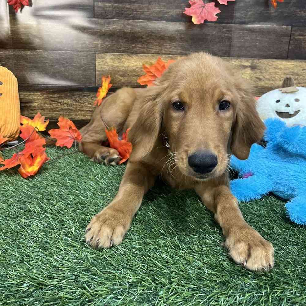 Male Golden Retriever Puppy for Sale in Saugus, MA
