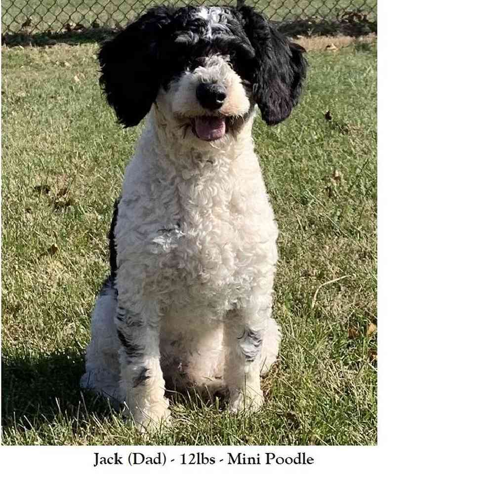Female Mini Sheepadoodle 2nd Gen Puppy for Sale in Saugus, MA