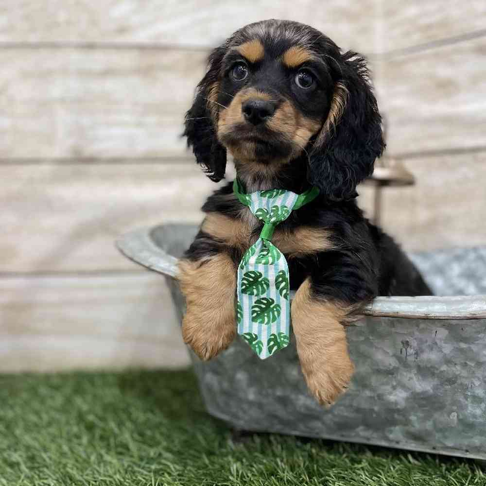 Male Docker Puppy for Sale in Braintree, MA