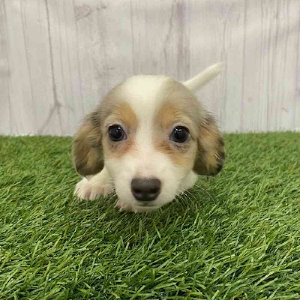Female Chiweenie Puppy for Sale in Braintree, MA