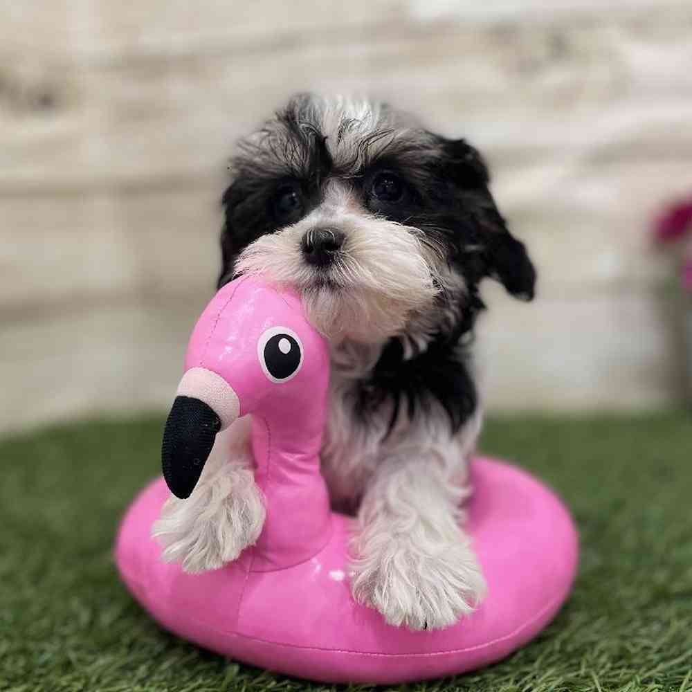 Female Havamalt Puppy for Sale in Braintree, MA