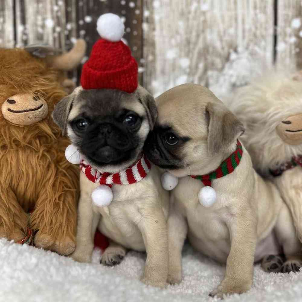 Female Pug Puppy for Sale in Saugus, MA