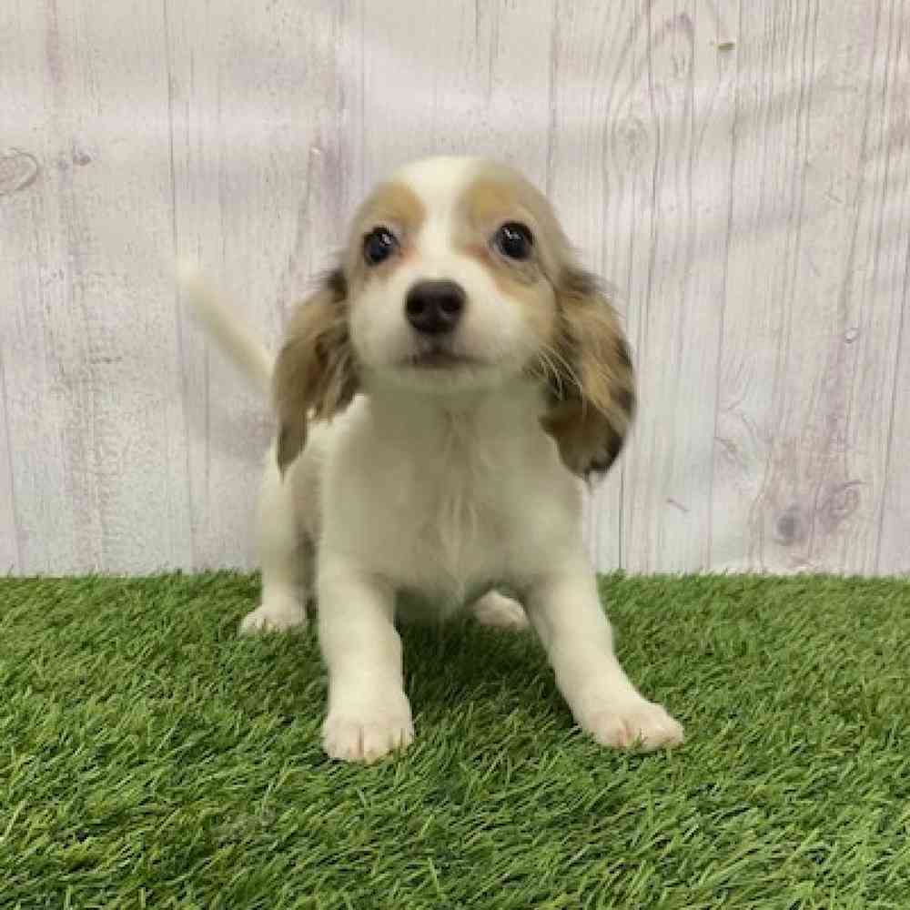 Female Chiweenie Puppy for Sale in Braintree, MA